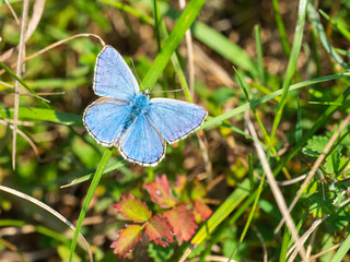 Adonis blue (Polyommatus bellargus)