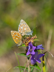 Adonis blue (Polyommatus bellargus) butterflies mating.
