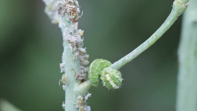 biologische Sch&auml;dlingsbek&auml;mpfung : Schwebfliegenlarve frisst Blattl&auml;use, mehrere Szenen : dicht, sehr dicht, fressen,fangen