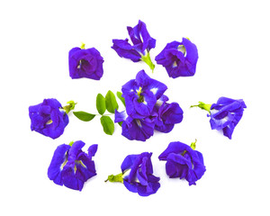 Top view set of Clitoria ternatea or Aparajita flower isolated on white background