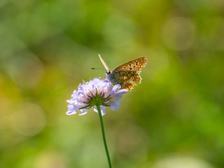 Adonis blue (Polyommatus bellargus) on a Scabious Plant