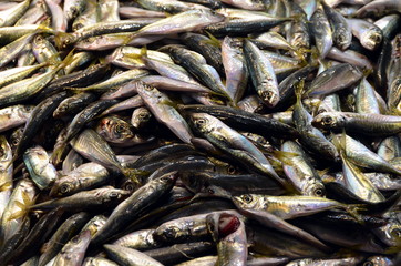 Hamsa (European anchovy)