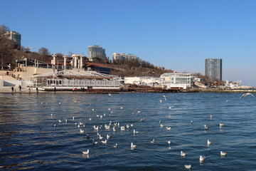 Naklejka premium Seagulls on the Black Sea 2