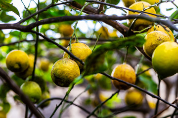 Limoni