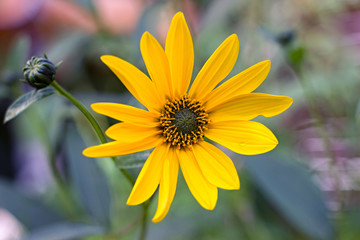 yellow flowers in the garden