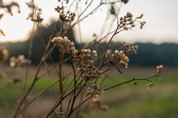 Dry blooming flower brown milfoil. Wild plants in the meadow. Autumn 