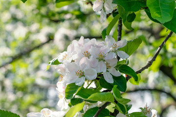 Apple blossom in spring. Natural background.