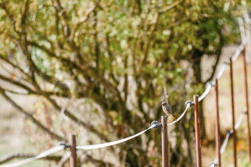 Vogel Gartenrotschwanz