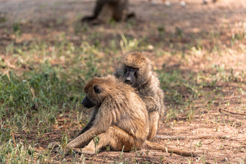 Baboon Care