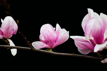Beautiful bloom in spring bright and beautiful flowers magnolia