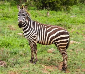 Fototapeta na wymiar Muddy Zebra 