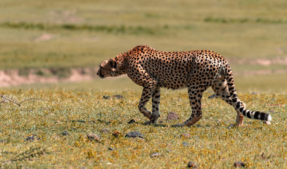 Cheetah Prowl