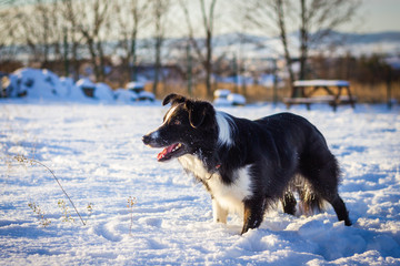 Border Collie in snow. 