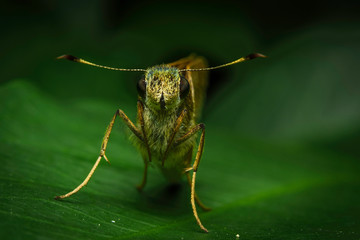 Front side face of moth and looking on green leaf in nature garden