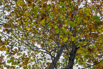 beech tree leaves close up