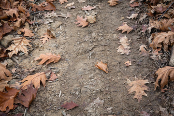 close up of brown marple leaves lying on forest ground pathway