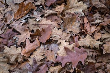 close up of brown maple leaves lying on forest ground pathway