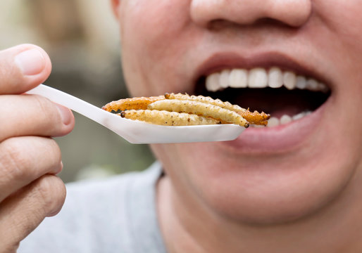 Man person opening his mouth eating bamboo worm insect or Bamboo Caterpillar on spoon. Food Insects for eat as food items, it is good source of meal high protein edible for future food concept.