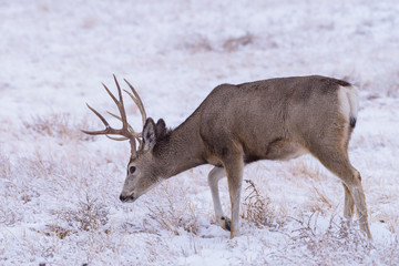 Wild Deer on the High Plains of Colorado