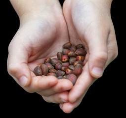 Pine nuts in the hands