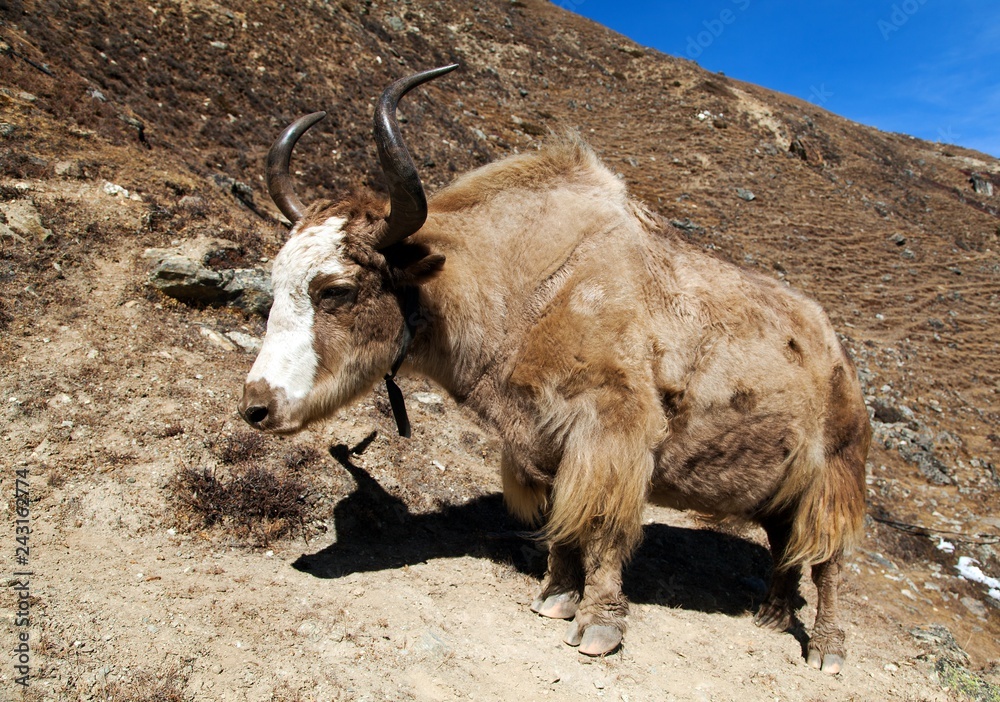 Poster yak on the way to everest base camp - nepal himalayas