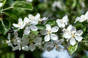 Apple blossom in spring. Natural background.
