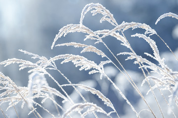 Grass branches frozen in the ice. Frozen grass branch in winter. Branch covered with snow.