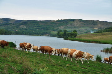 Fototapeta na wymiar Grazing cows in hilly countryside in Romania,near the lake