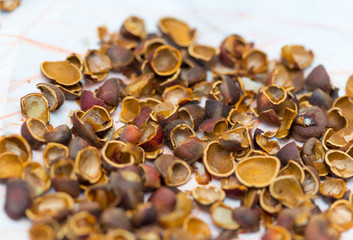 lot of pine nut peel on a white background