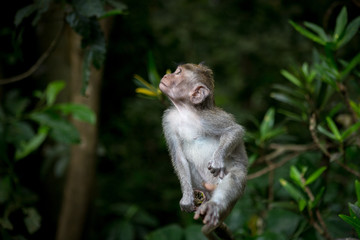 Little baby-monkey in monkey forest of Ubud