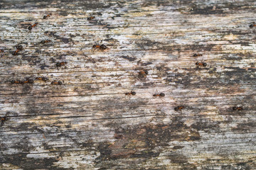 ants crawling on the trunk