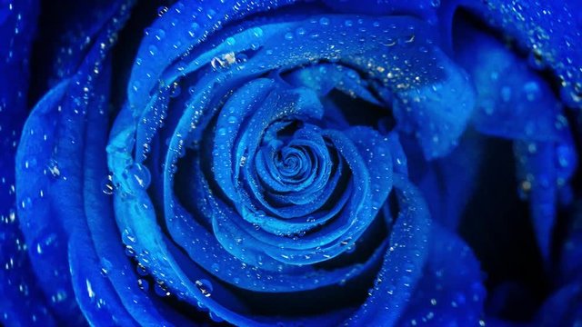 Top view of a beautiful abstract blue rose rotating, seamless loop. Close up for spinning rosebud with water drops.