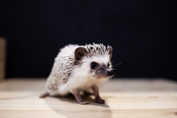 Domestic young hedgehog portrait in home interior