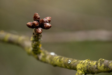 Knospen