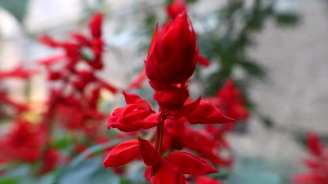 Bright red flowers clary, sage (purple sage, Salvia coccinea) on the flower bed
