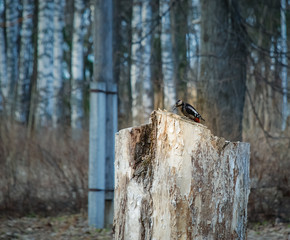 Woodpecker in the town