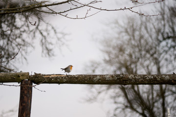 Rotkehlchen