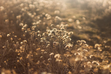 Beautiful dry grass, illuminated by the sun. View of grass at sunset