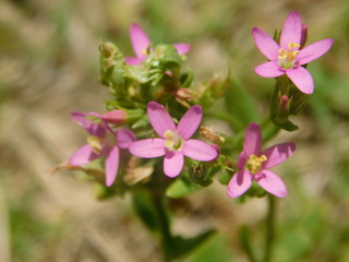 pink flowers in garden