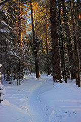 Narrow walking path in deep snow between tall trees in winter coniferous forest landscape in sunny frozen day. Beautiful landscape of the siberian taiga on a cold winter day.
