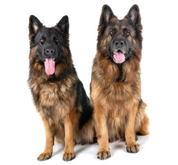 german shepherd in studio