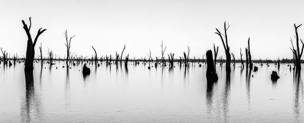 Abwaschbare Fototapete Schwarz und weiss Foto von toten Baumstämmen, die aus dem Wasser ragen, Australien