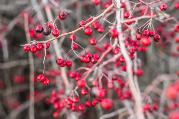 Red hawthorn berries on a bare branch without leaves after rain. Hawthorn tree in autumn in November.