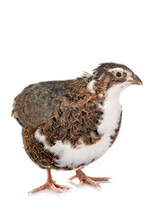 Japanese quail in studio