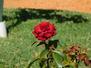 red rose in garden