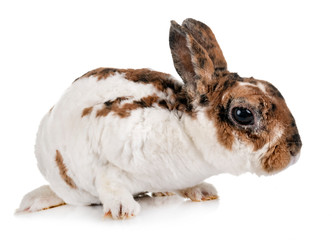 miniature Rex rabbit