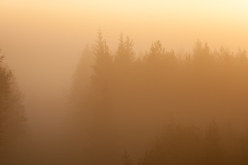 Early foggy morning forest landscape