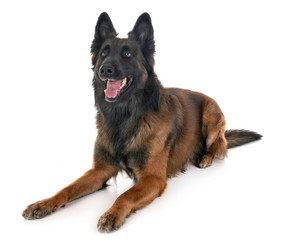 belgian shepherd tervuren