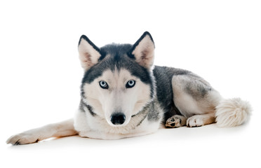 siberian husky in studio © cynoclub