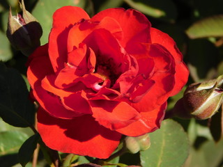 close up red rose in garden